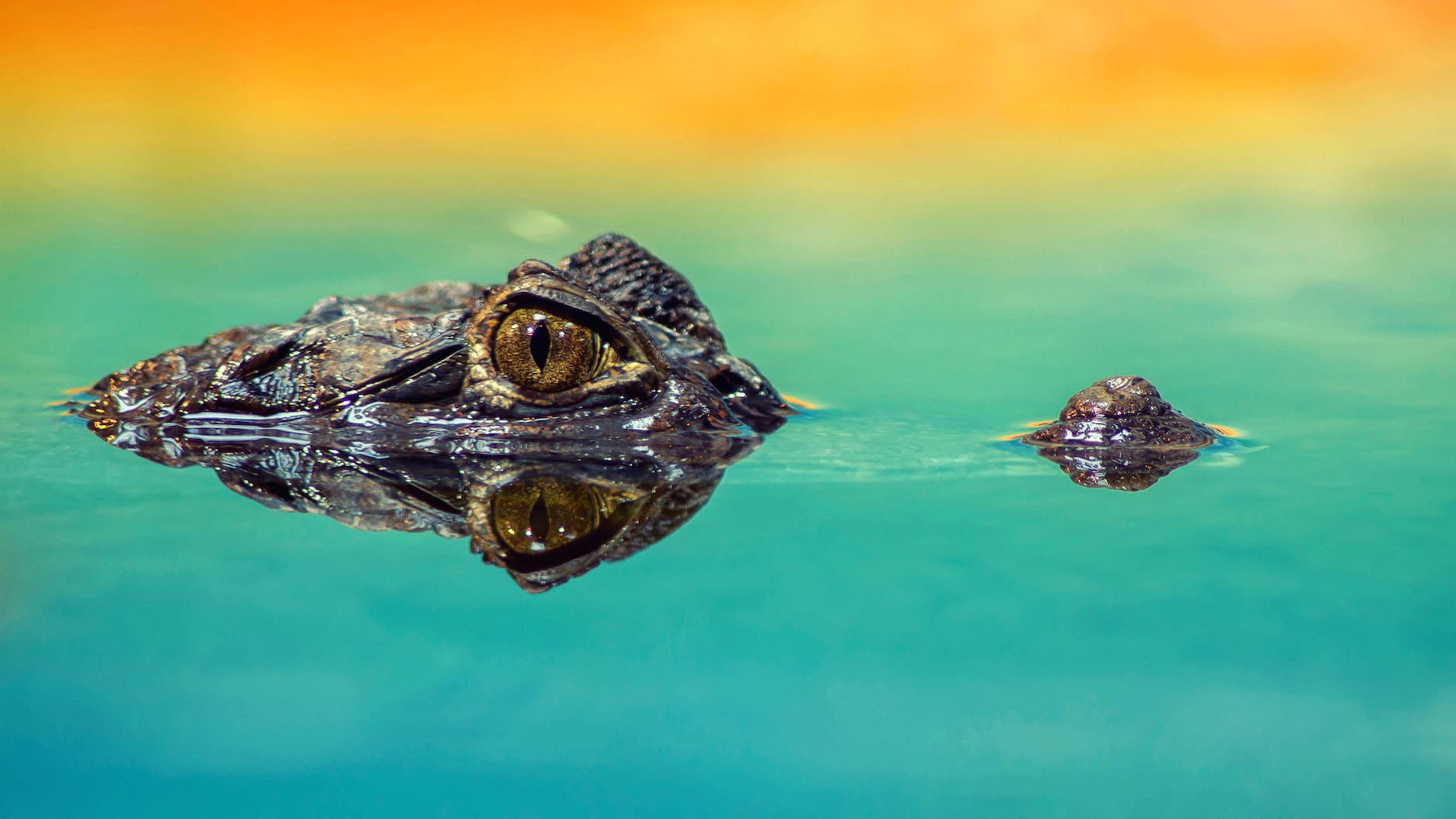Crocodile eye in water - Photo by Pixabay on Pexels.com